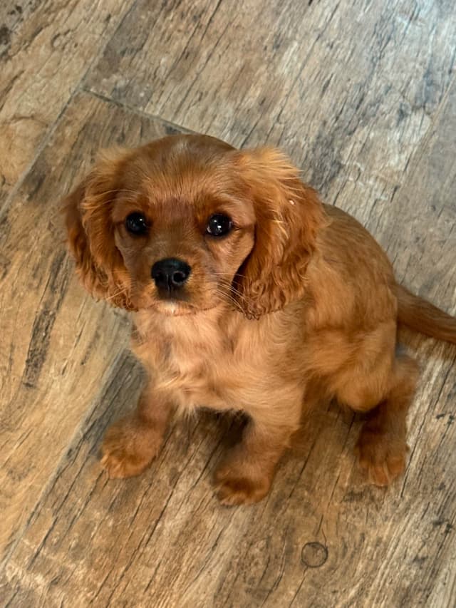 Cavalier King Charles Spaniel Puppies media 9