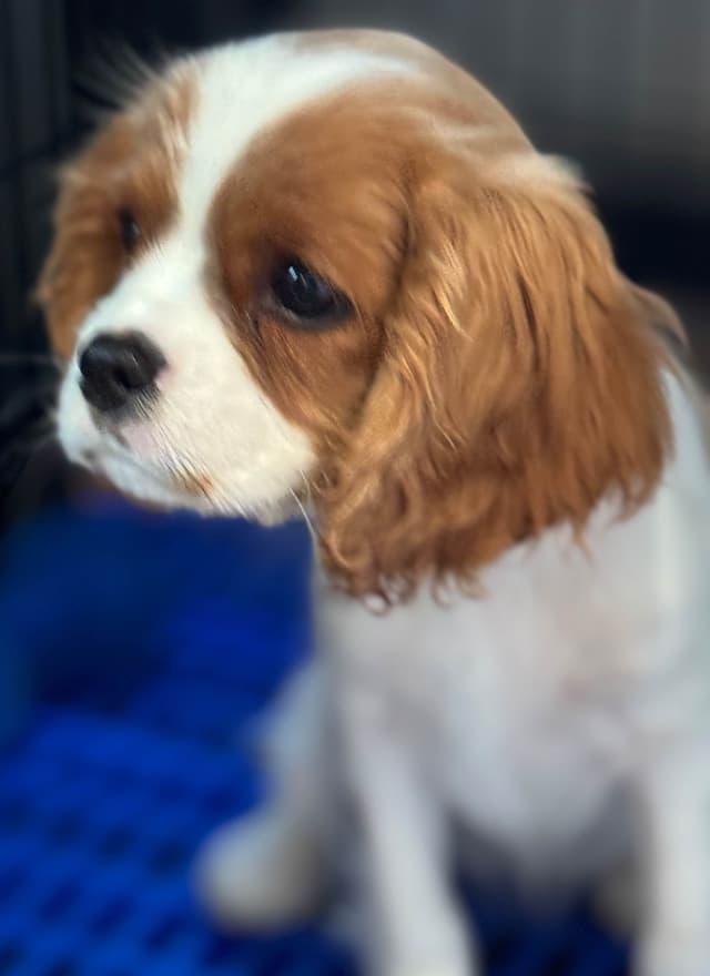 Cavalier King Charles Spaniel Puppies media 10