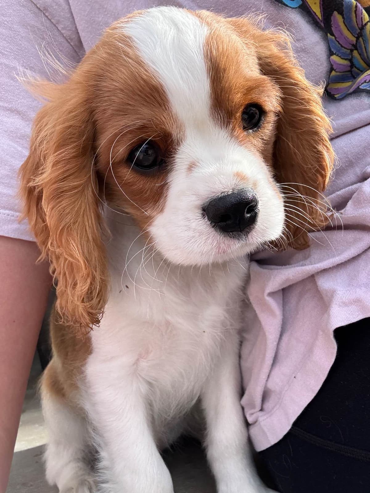 Cavalier King Charles Spaniel Puppies breeder image 8