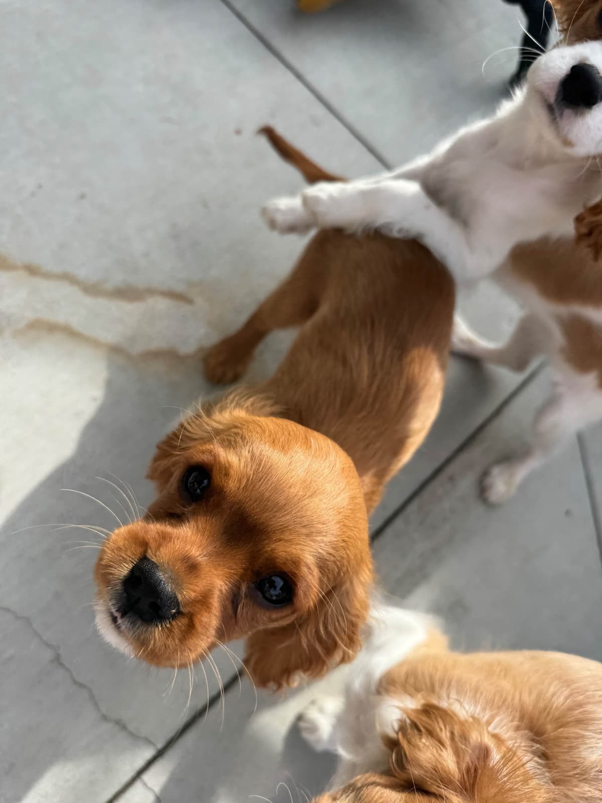 Cavalier King Charles Spaniel Puppies breeder image 9