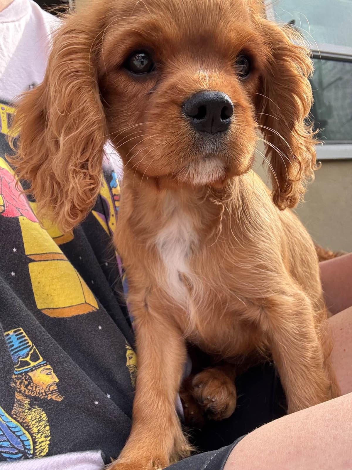 Cavalier King Charles Spaniel Puppies breeder image 10