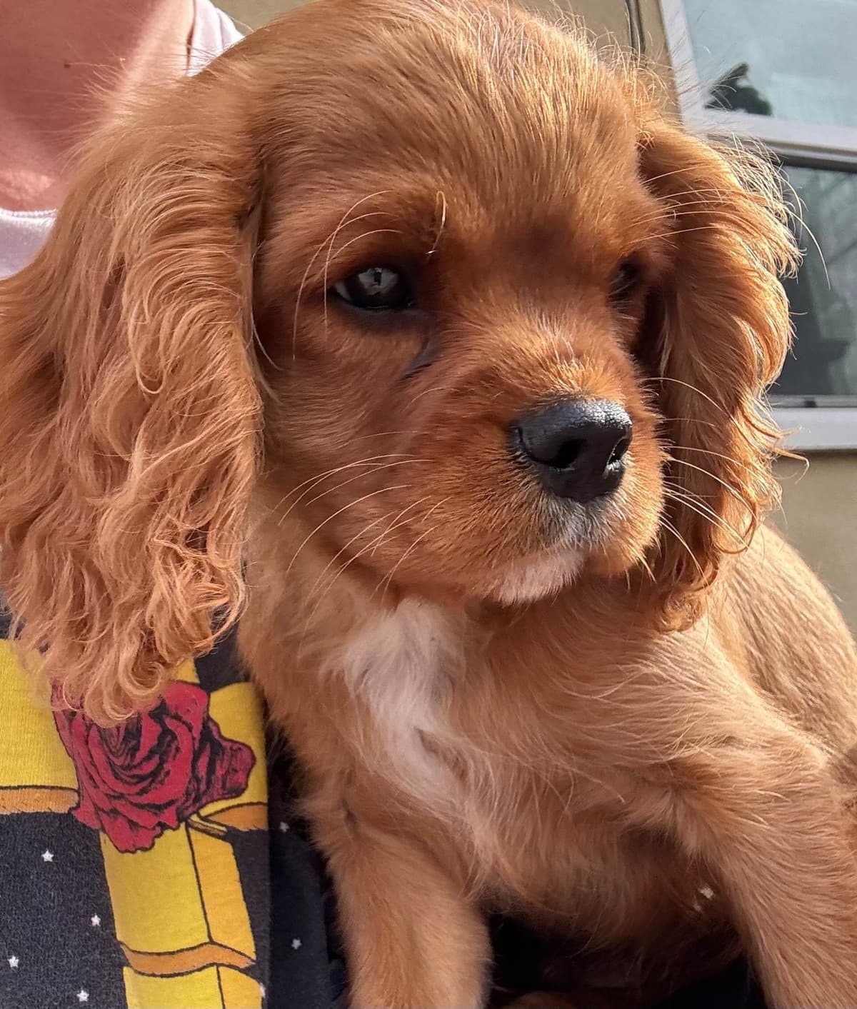 Cavalier King Charles Spaniel Puppies breeder image 11