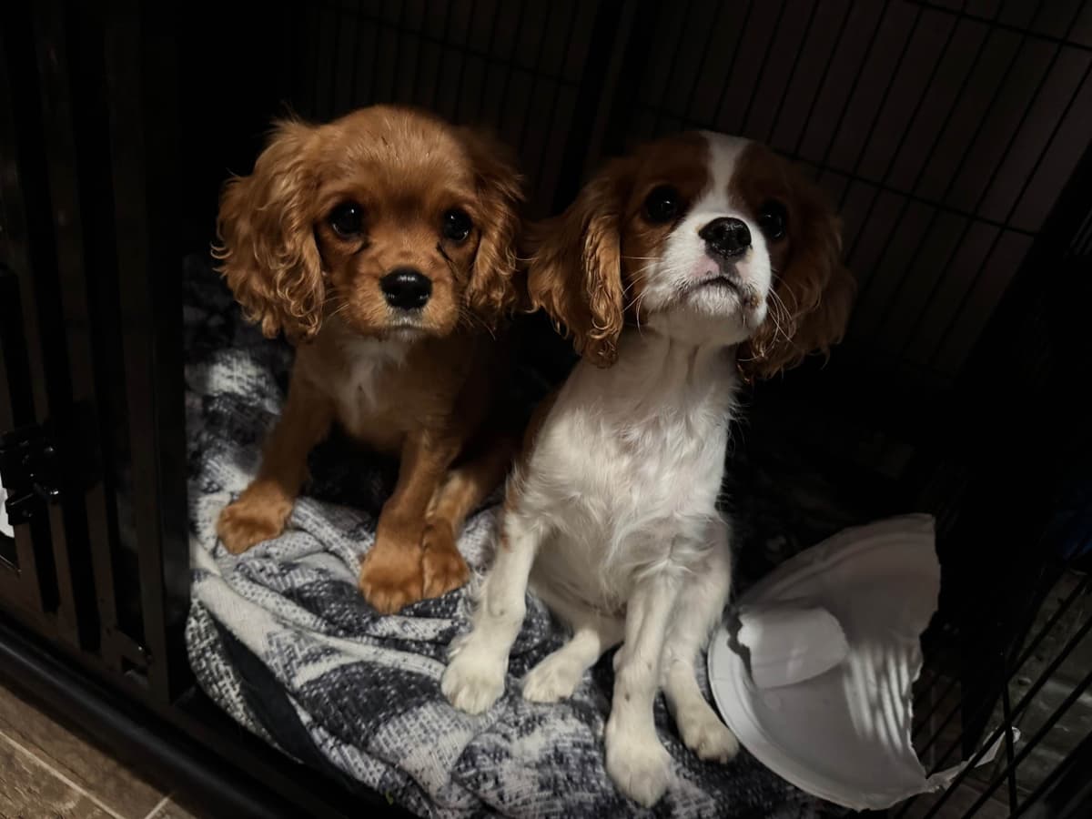 Cavalier King Charles Spaniel Puppies breeder image 13