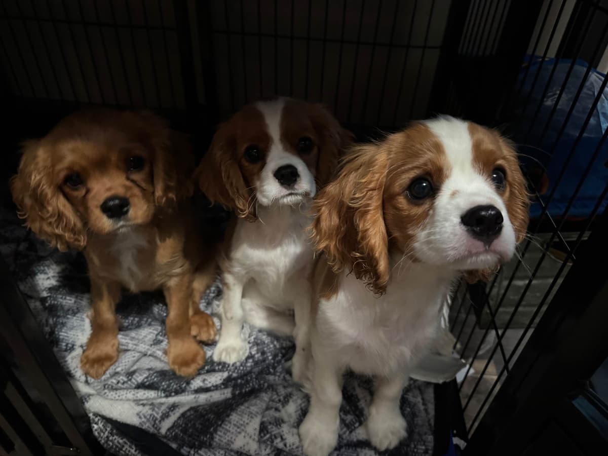 Cavalier King Charles Spaniel Puppies breeder image 12