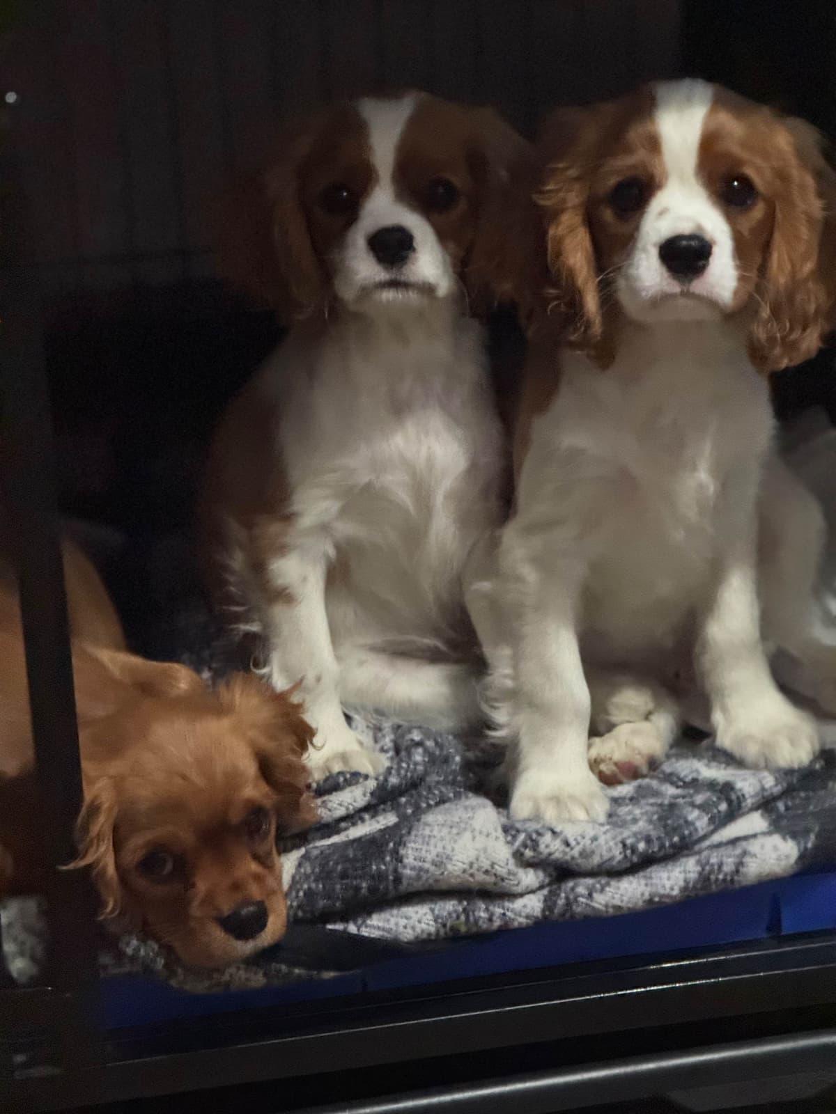 Cavalier King Charles Spaniel Puppies breeder image 14