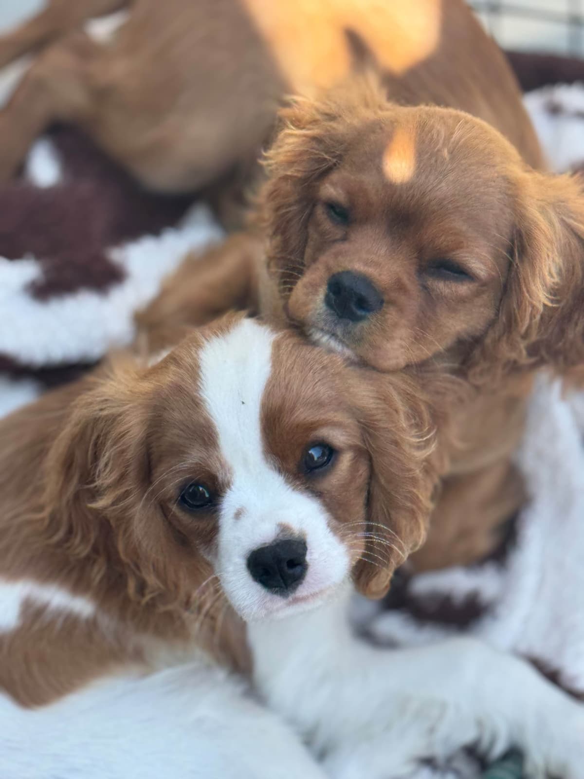 Cavalier King Charles Spaniel Puppies breeder image 16