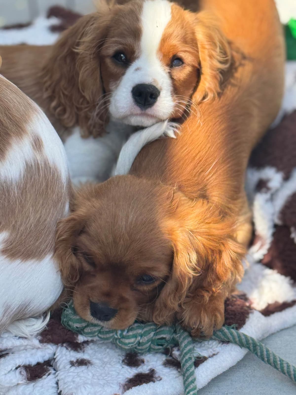 Cavalier King Charles Spaniel Puppies breeder image 15