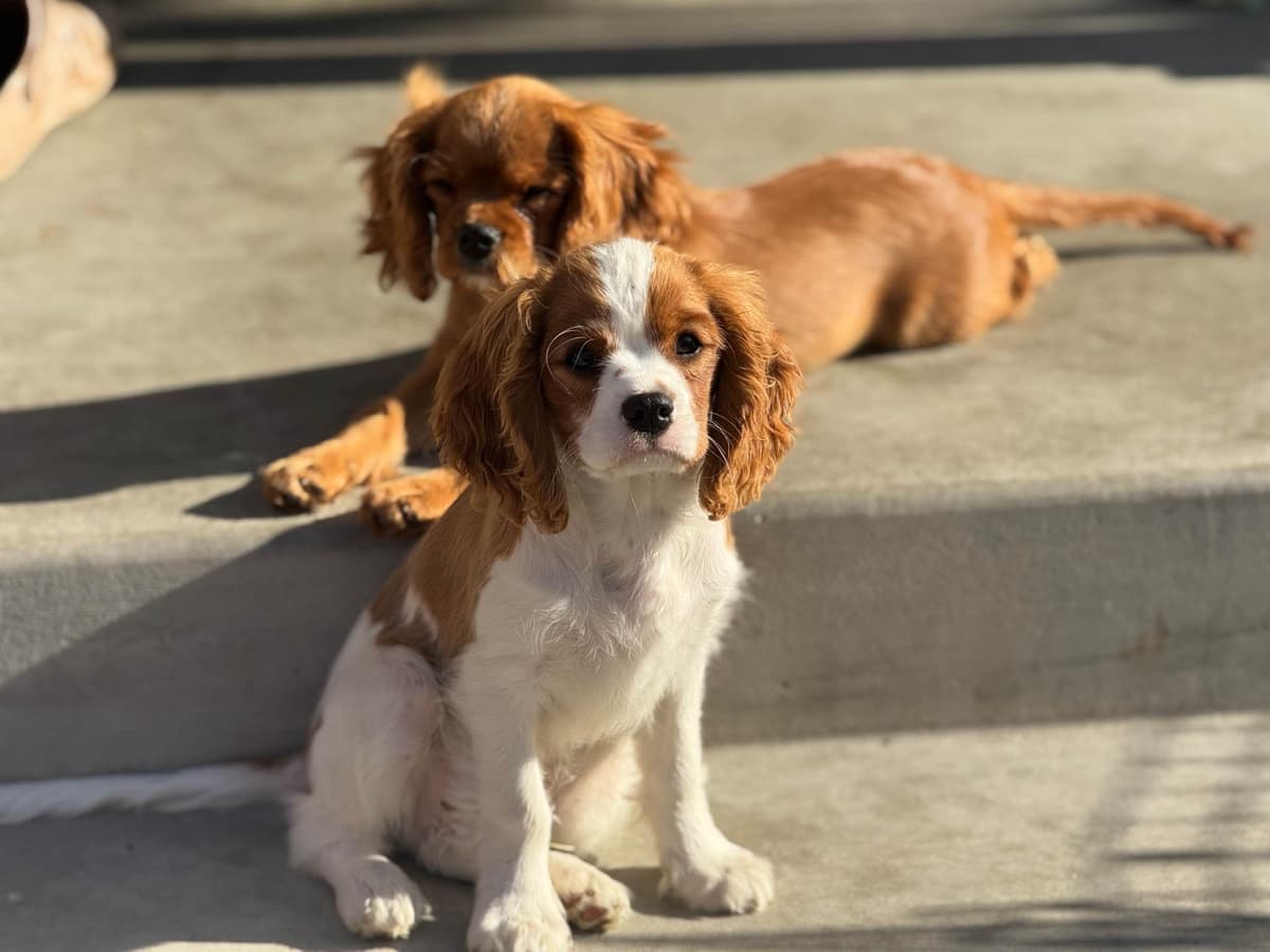 Cavalier King Charles Spaniel Puppies breeder image 17