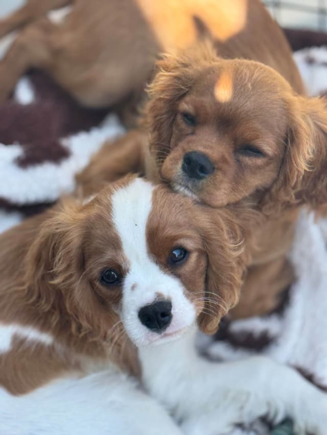 Cavalier King Charles Spaniel Puppies media 11