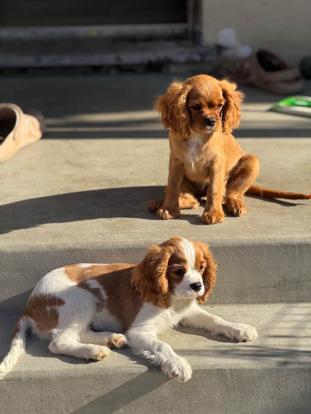 Cavalier King Charles Spaniel Puppies media 12