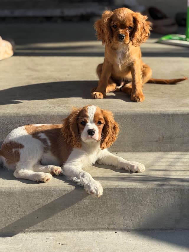 Cavalier King Charles Spaniel Puppies media 13