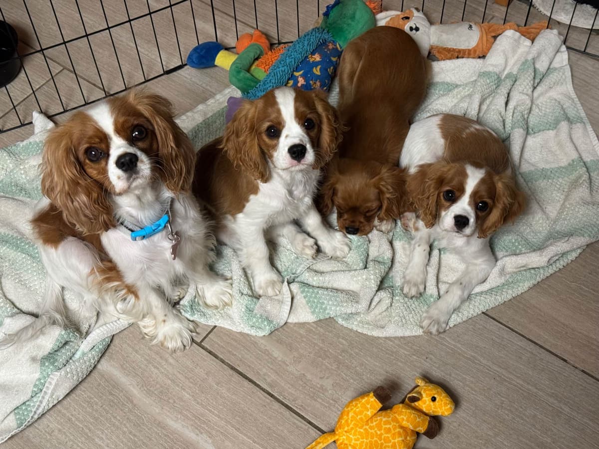 Cavalier King Charles Spaniel Puppies breeder image 19