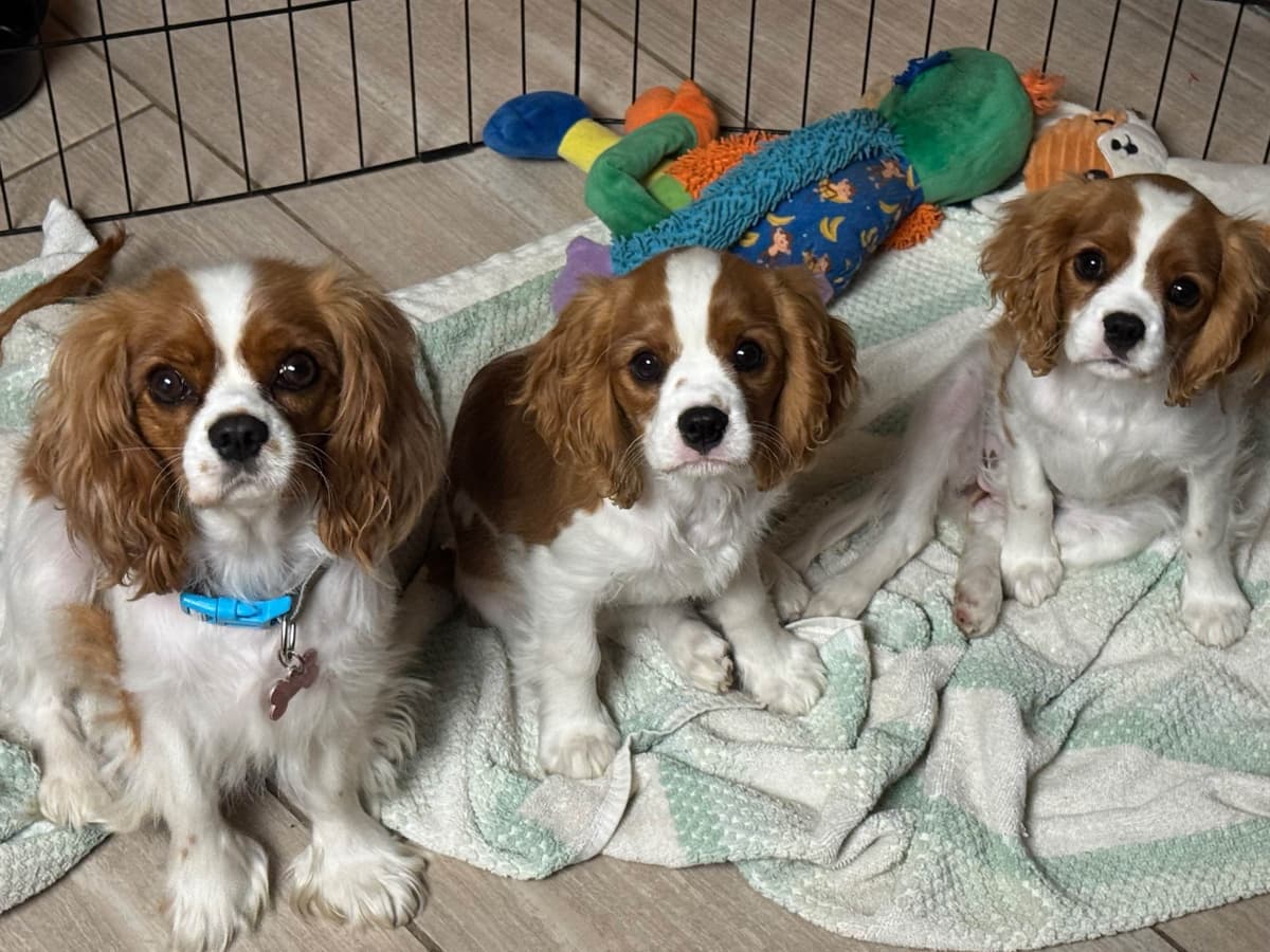 Cavalier King Charles Spaniel Puppies breeder image 20