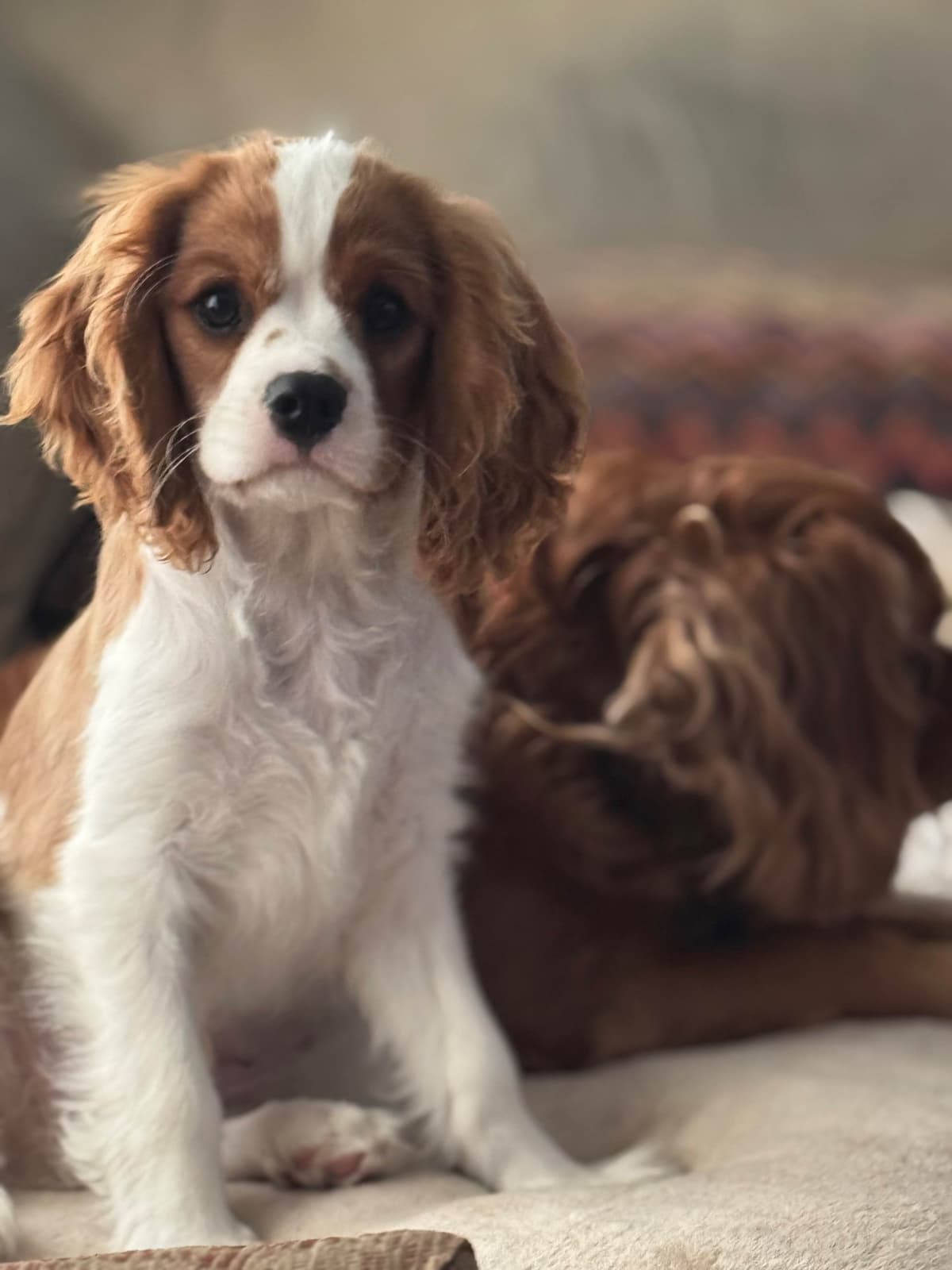 Cavalier King Charles Spaniel Puppies breeder image 21