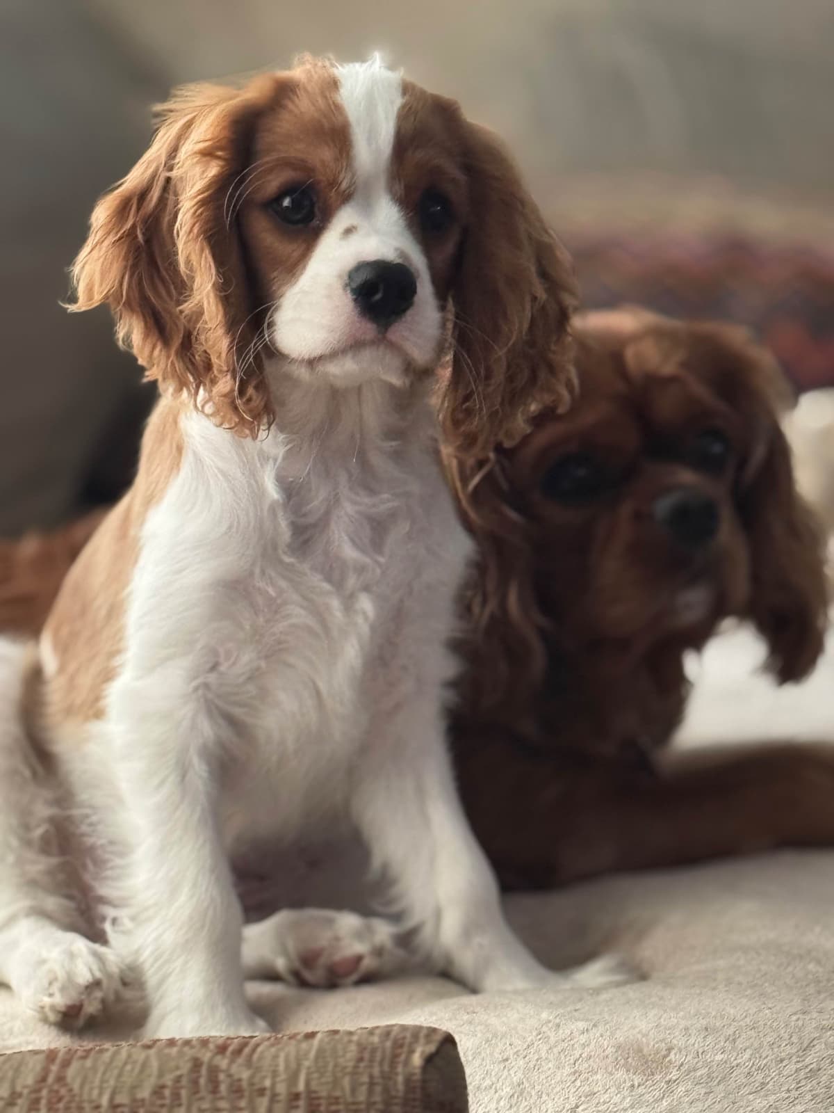 Cavalier King Charles Spaniel Puppies breeder image 22