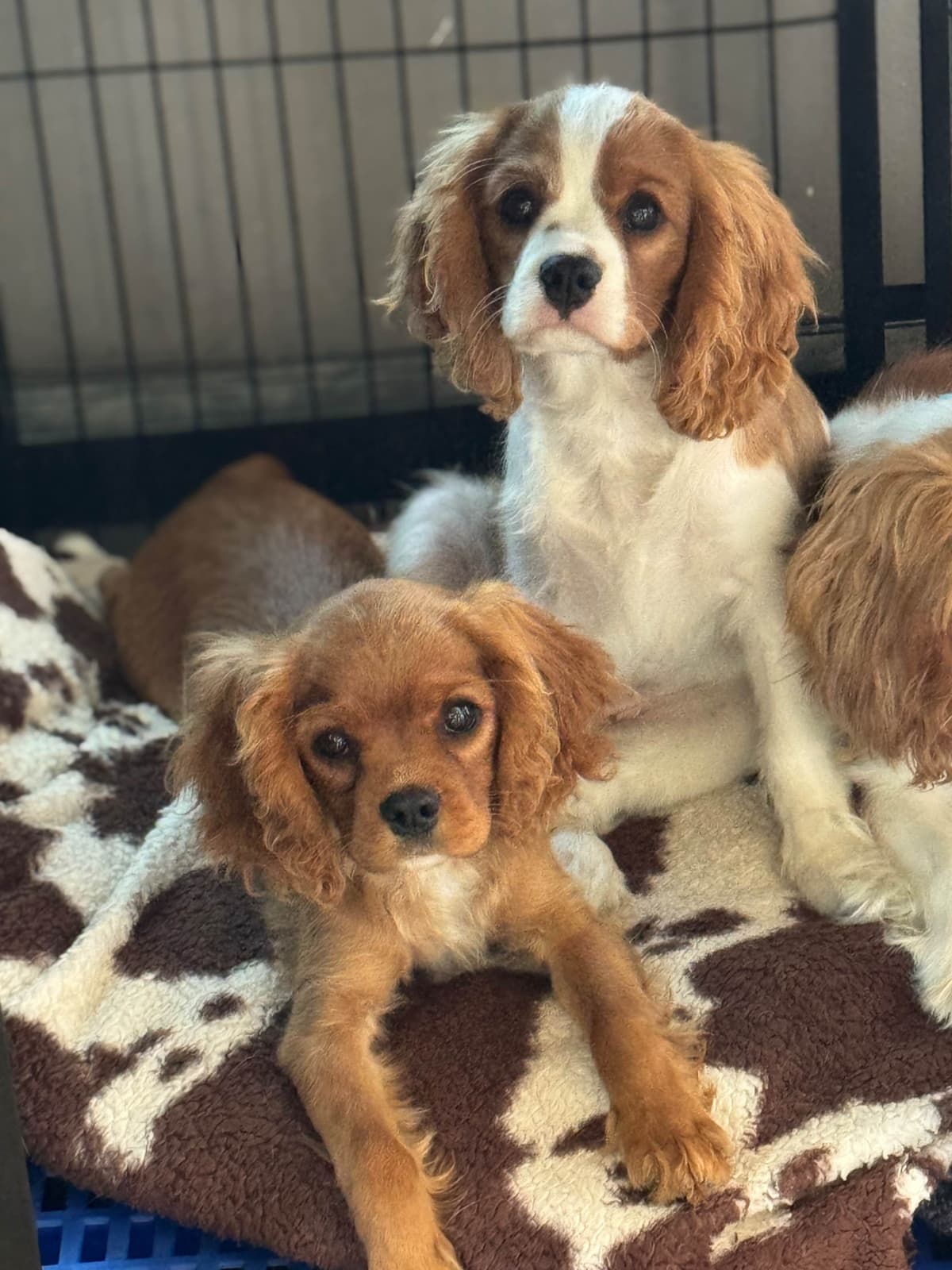 Cavalier King Charles Spaniel Puppies breeder image 23