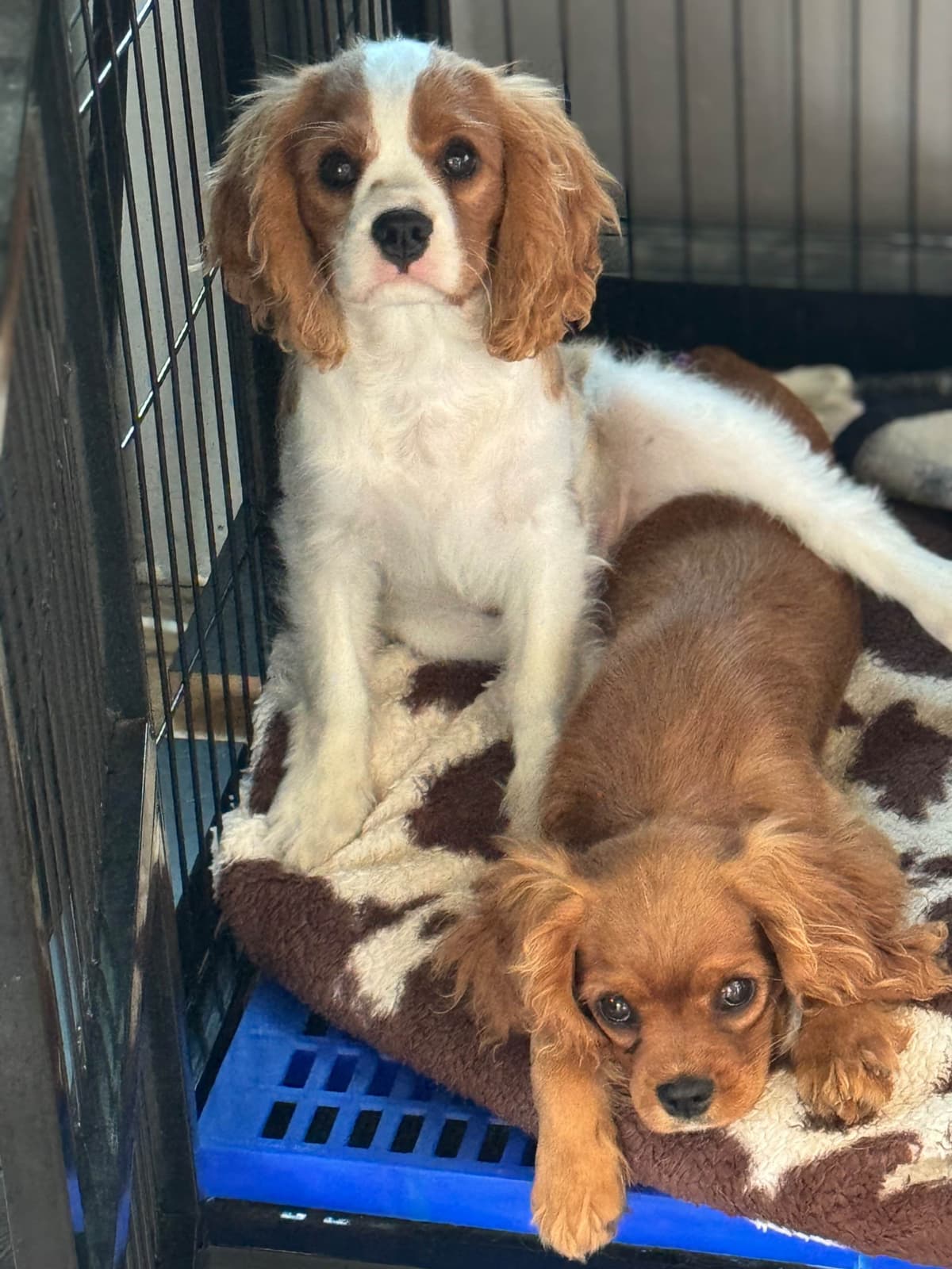 Cavalier King Charles Spaniel Puppies breeder image 24