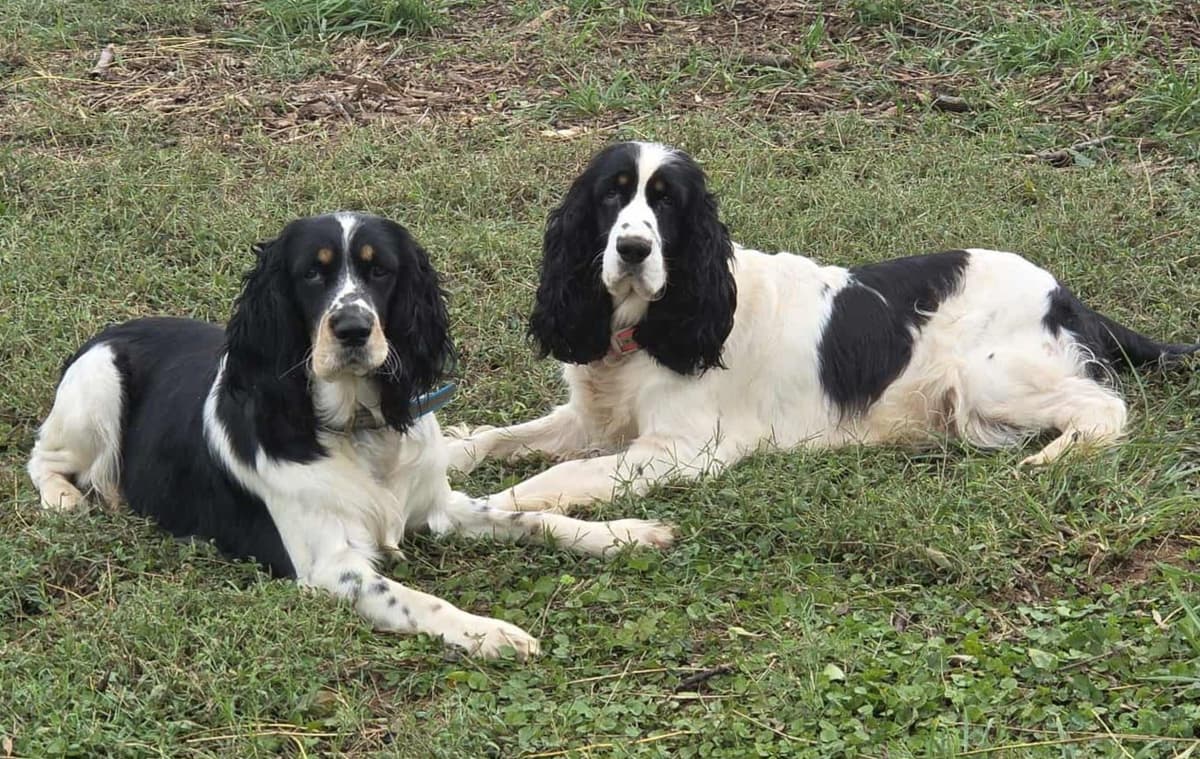 English Springer Spaniel Puppies breeder image 1