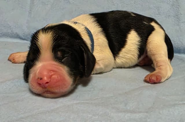 English Springer Spaniel Puppies media 2