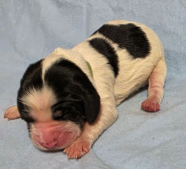 English Springer Spaniel Puppies media 3