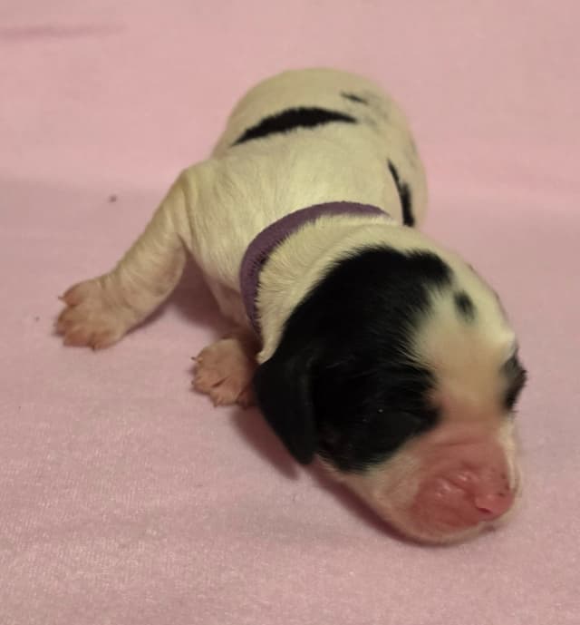 English Springer Spaniel Puppies media 6