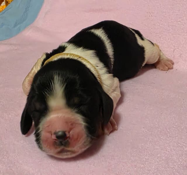 English Springer Spaniel Puppies media 7