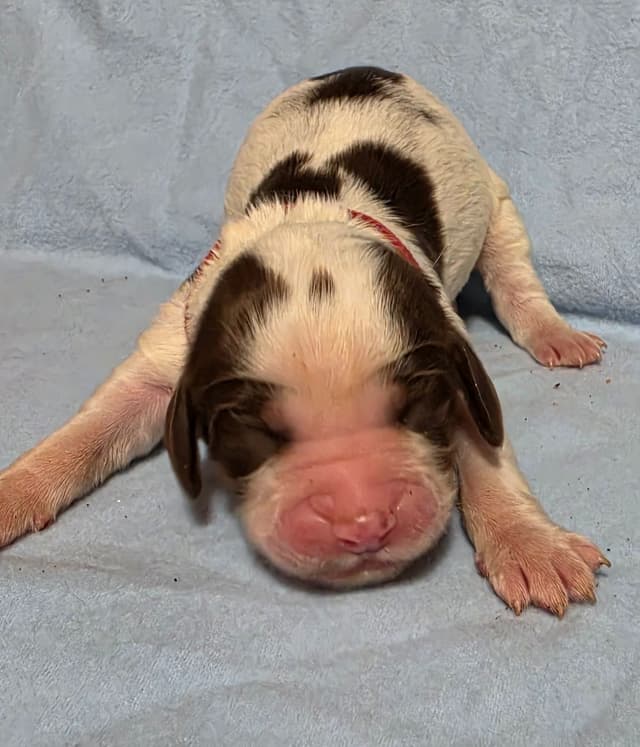 English Springer Spaniel Puppies media 5
