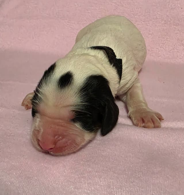 English Springer Spaniel Puppies media 8