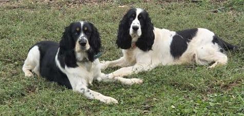 English Springer Spaniel Puppies media 9