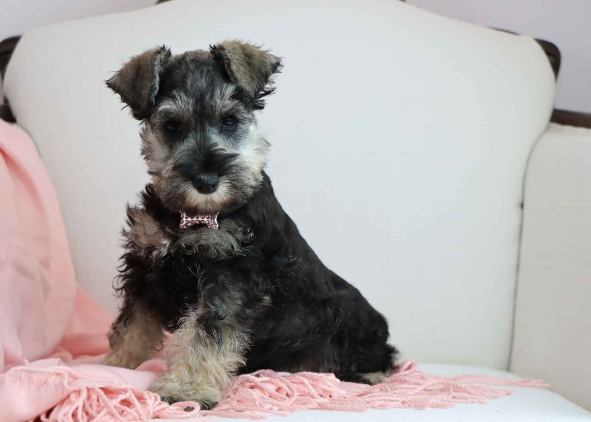 Miniature Schnauzer Puppies breeder image 3