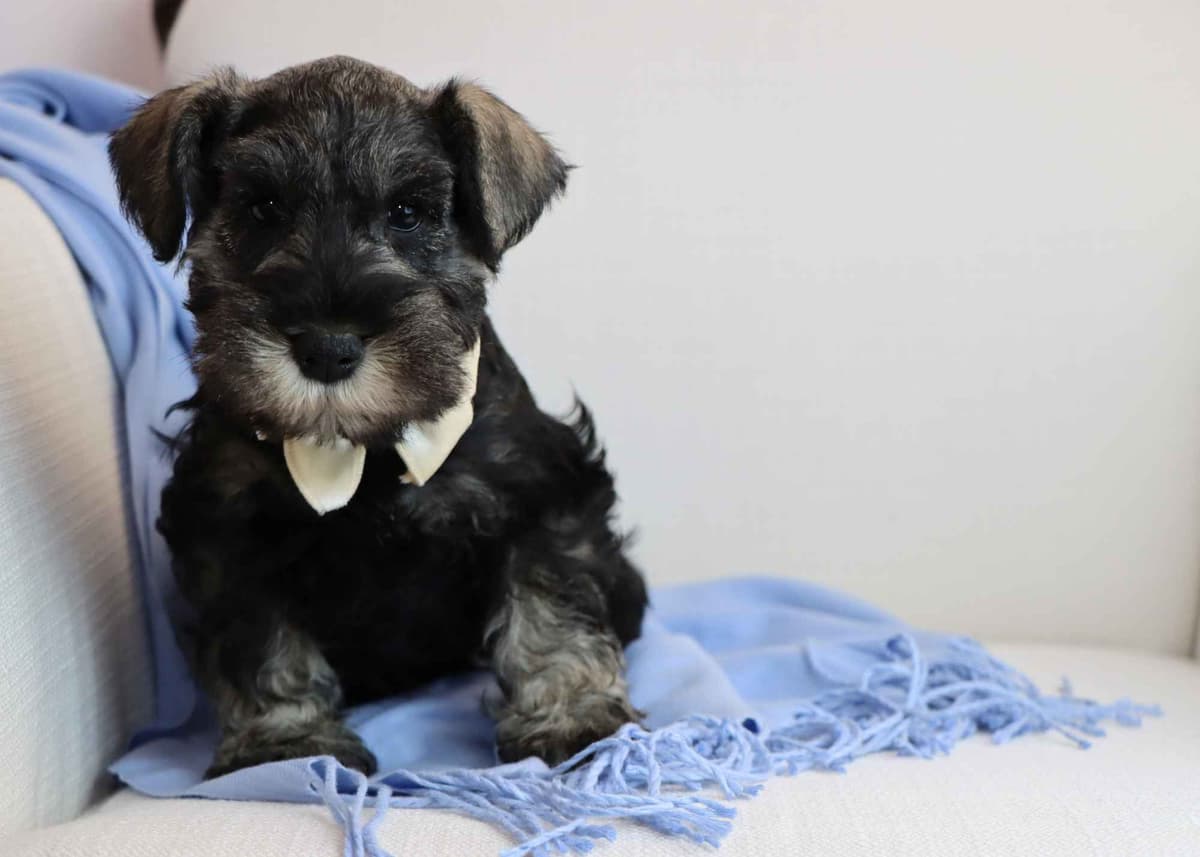 Miniature Schnauzer Puppies breeder image 2