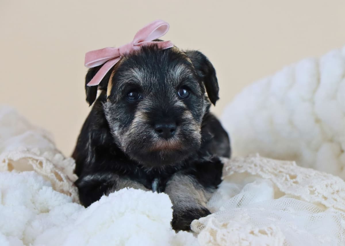 Miniature Schnauzer Puppies breeder image 4