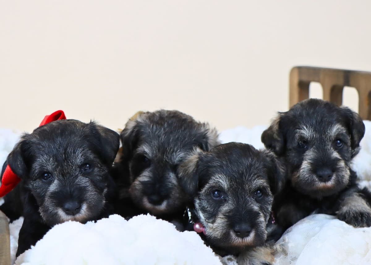 Miniature Schnauzer Puppies breeder image 5