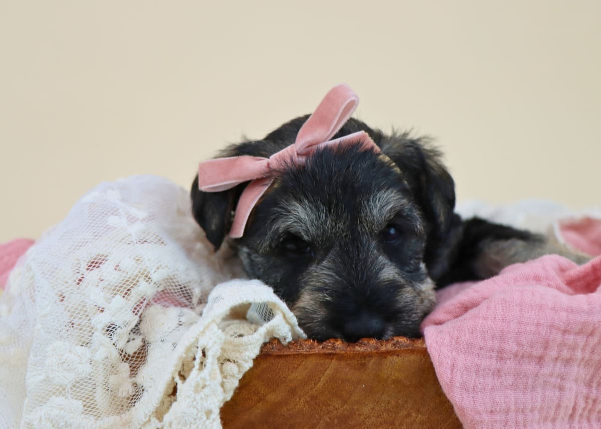 Miniature Schnauzer Puppies breeder image 10