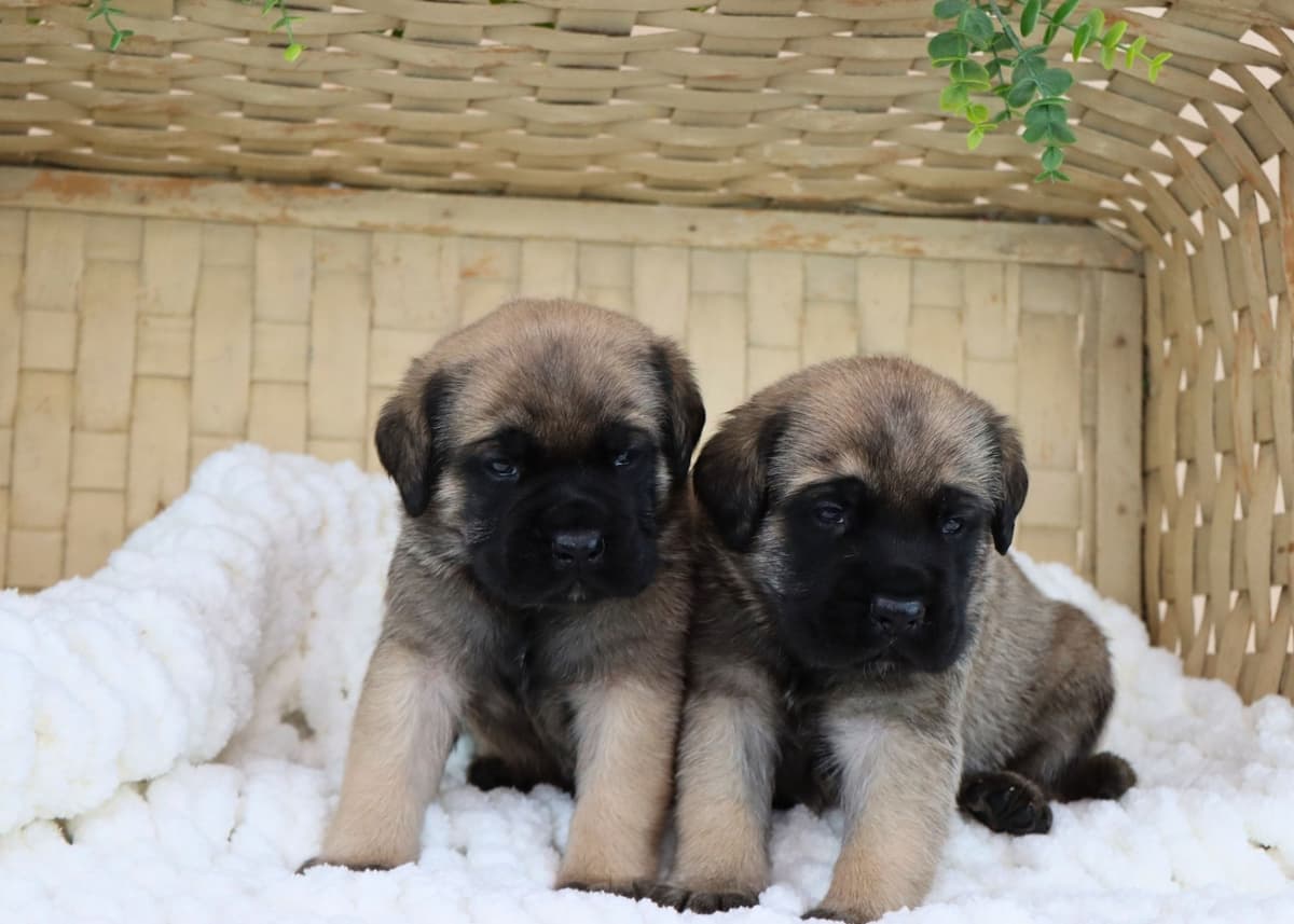 Miniature Schnauzer Puppies breeder image 8