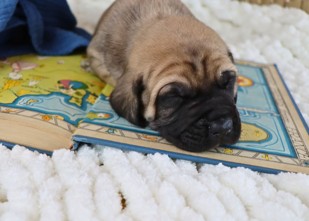Miniature Schnauzer Puppies breeder image 7