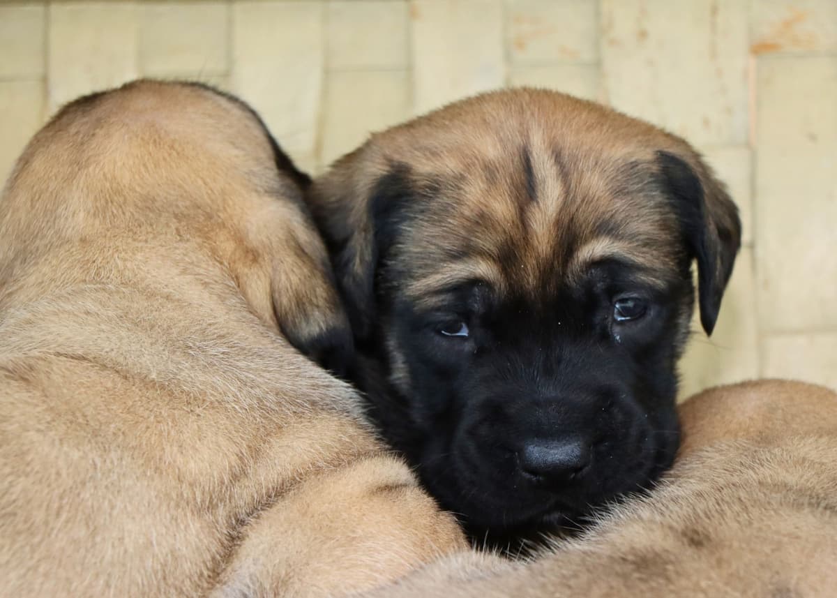 Miniature Schnauzer Puppies breeder image 9