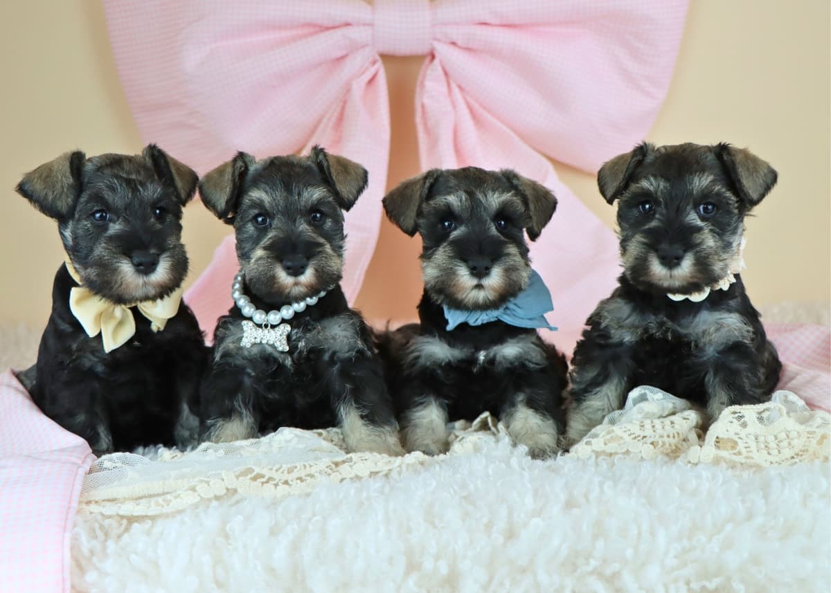 Miniature Schnauzer Puppies breeder image 1