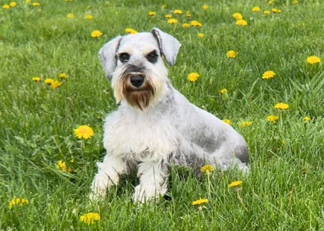 Miniature Schnauzer Puppies media 3