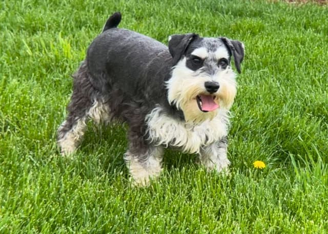 Miniature Schnauzer Puppies media 4