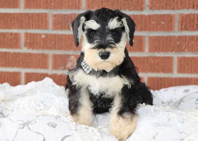Miniature Schnauzer Puppies media 2