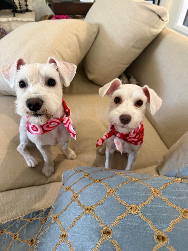 Miniature Schnauzer Puppies with natural undocked tails media 3