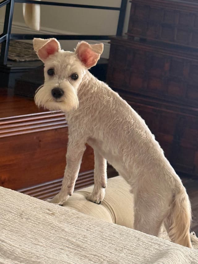 Miniature Schnauzer Puppies with natural undocked tails media 2