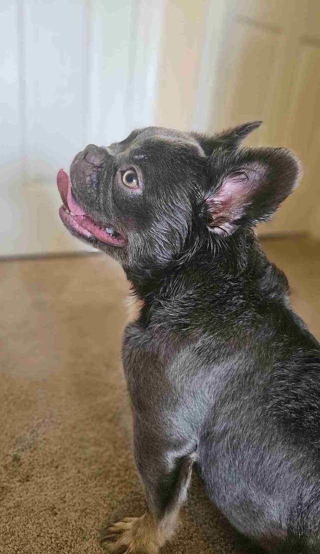 The Tequila Litter - French bulldogs, long haired, Puppies media 14
