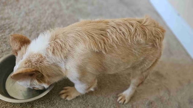 The Tequila Litter - French bulldogs, long haired, Puppies media 21