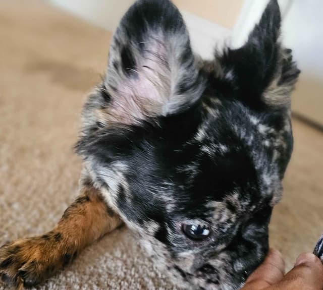 The Tequila Litter - French bulldogs, long haired, Puppies media 4