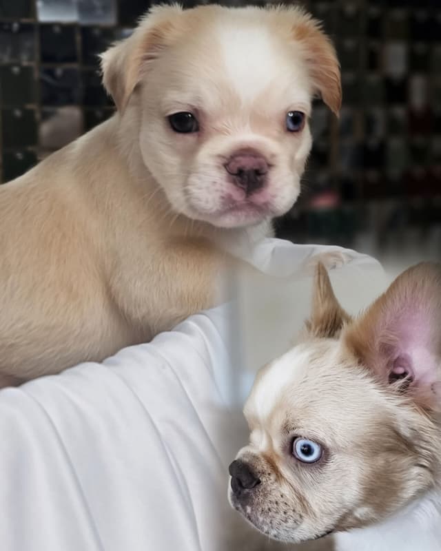 The Tequila Litter - French bulldogs, long haired, Puppies media 19