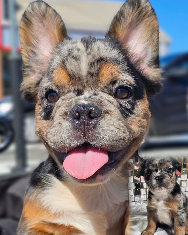 The Tequila Litter - French bulldogs, long haired, Puppies media 12