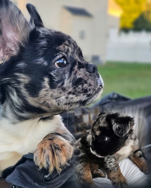 The Tequila Litter - French bulldogs, long haired, Puppies media 7
