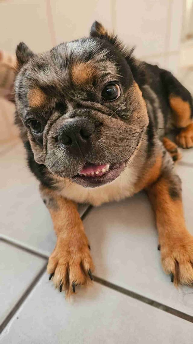 The Tequila Litter - French bulldogs, long haired, Puppies media 8